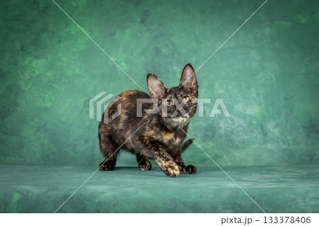 A kitten of the oriental breed of tortoiseshell color. Cat on a green background 133378406