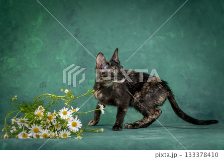 A kitten of the oriental breed of tortoiseshell color. Cat on a green background with daisies 133378410