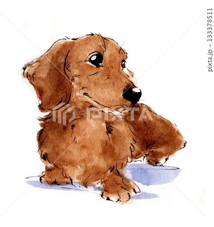 長毛ダックスフンドの柔らかい水彩イラスト 133378511