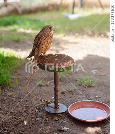 Owl in Zoo Owl in Zoo 133378616
