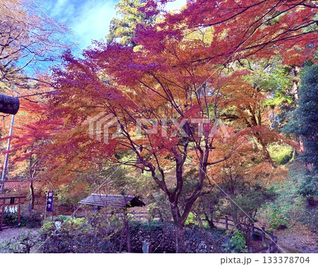 紅に揺れる杜 133378704