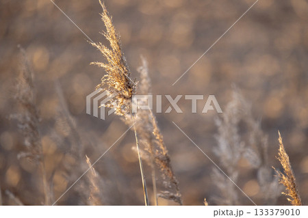 Closeup of reed head with tender light and textured elements Closeup of reed head with tender light and textured elements 133379010