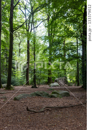 Aachen, North Rhine-Westphalia , Germany, August 23rd, 2025, Sundappled forest opening showcasing Aachen, North Rhine-Westphalia , Germany, August 23rd, 2025, Sundappled forest opening showcasing 133379012