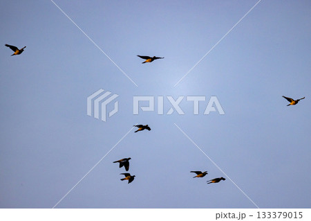 Birds dance together, Flock moves harmoniously in evening skies 133379015
