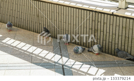 Pigeons resting in a row to avoid sunlight 133379214