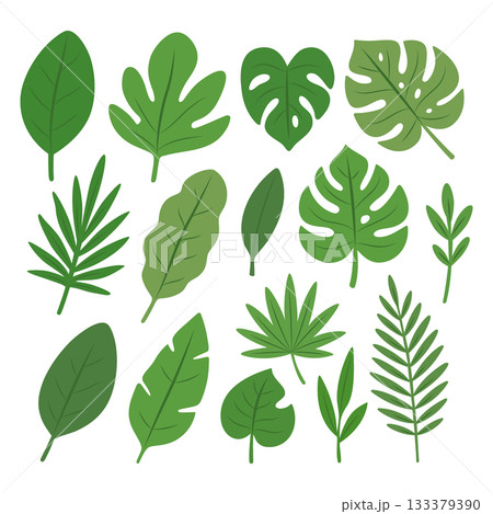 Set of tropical foliage leaves in green tones. Flat botanical illustration for summer, jungle, and nature design projects Set of tropical foliage leaves in green tones. Flat botanical illustration for summer, jungle, and nature design projects 133379390
