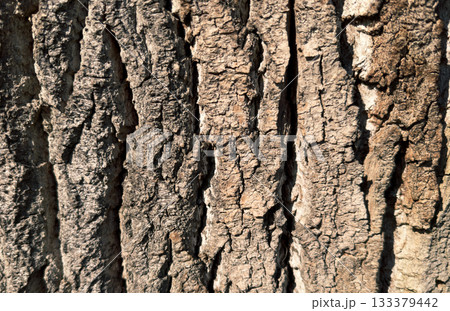 Close up view of rough, brown tree bark shows deep vertical furrows and texture. Direct sunlight creates strong contrast between highlights and shadows on the rugged surface. Wooden background. 133379442