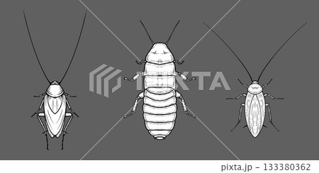 Hand-drawn ants in detailed ink style on dark background, entomology concept. Hand-drawn ants in detailed ink style on dark background, entomology concept. 133380362