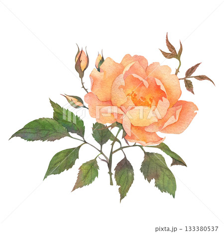 Individual delicate orange rose with leaves, buds, shoot. Hand-drawn watercolor illustration isolated on white background. Perfect for design postcards, invitations, polygraph, textile, tableware 133380537