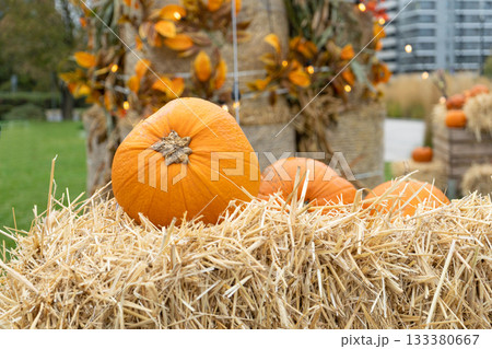 Pumpkins Halloween Decoration, Squash Farm, Orange Thanksgiving Vegetables Pile on Grass, Autumn Loan Pumpkins Halloween Decoration, Squash Farm, Orange Thanksgiving Vegetables Pile on Grass, Autumn Loan 133380667