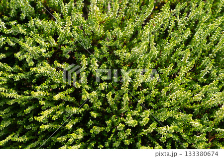 Flowering heather plant bg, white erica flowers or gardener heather pattern Flowering heather plant bg, white erica flowers or gardener heather pattern 133380674