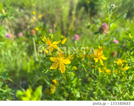 Yellow flowers of Hypericum perforatum bloom in a summer field Yellow flowers of Hypericum perforatum bloom in a summer field 133380683