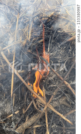 草むら野焼きの炎と煙 草むら野焼きの炎と煙 133380997