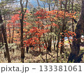 木々が踊る紅のダンス 133381061
