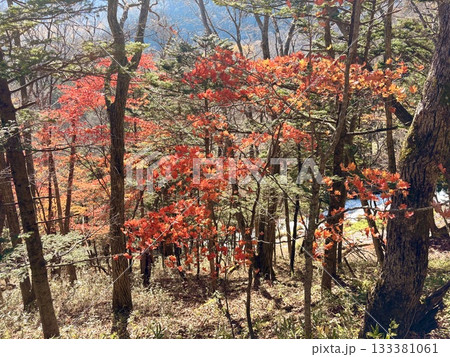 木々が踊る紅のダンス 133381061