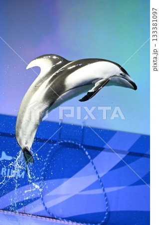 浅虫水族館　イルカショー（青森県） 133381097