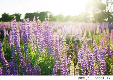 Lupine flowers against sun in spring meadow 133381245