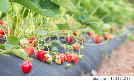Wide picture of fresh ripe strawberry on farm in countryside Wide picture of fresh ripe strawberry on farm in countryside 133381252