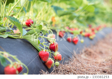 Strawberry plants growing on farm Strawberry plants growing on farm 133381253