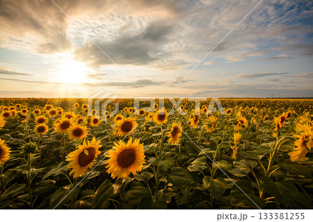 Golden sunflower in the field and setting sun on the background Golden sunflower in the field and setting sun on the background 133381255