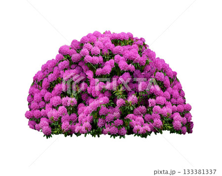 pink rosendron isolated on white background pink rosendron isolated on white background 133381337