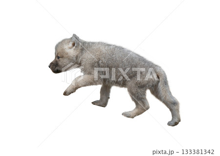 Walking gray little wolf cub isolated on white background 133381342