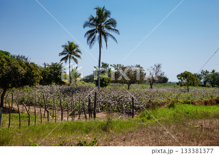 Cotton cultivation field in the department of Cordoba on the Atlantic Coast of Colombia Cotton cultivation field in the department of Cordoba on the Atlantic Coast of Colombia 133381377