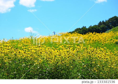 青空に揺れるオオハンゴンソウの花畑（青森県） 133381536