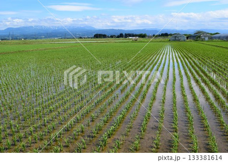 田植え2週間後の水田 133381614