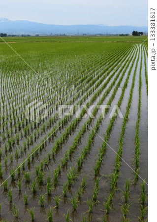 田植え2週間後の水田 田植え2週間後の水田 133381617
