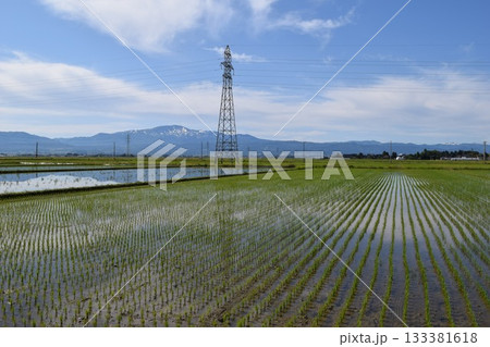 田植え2週間後の水田 田植え2週間後の水田 133381618