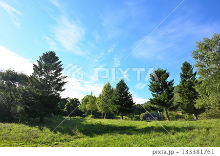 モヤヒルズの森の静かな風景(青森県) モヤヒルズの森の静かな風景(青森県) 133381761