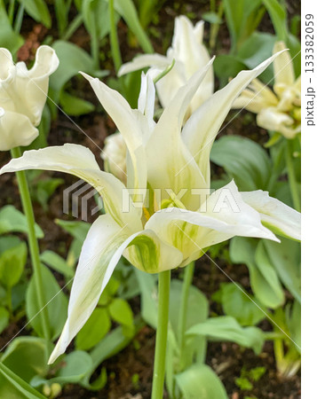 White Tulip Bloom Closeup White Tulip Bloom Closeup 133382059