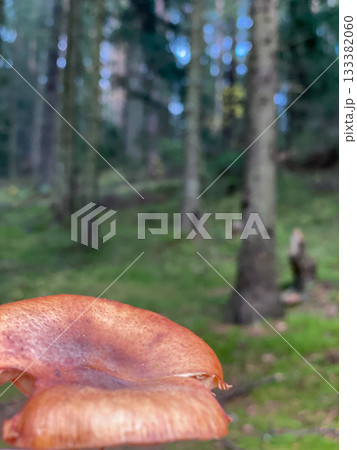 Wild mushroom closeup in forest 133382060