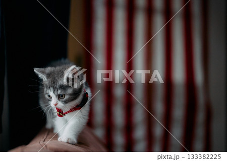 ソファーの背にのる子猫 133382225