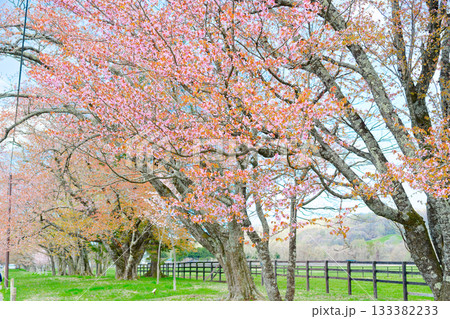浦河町の桜 133382233