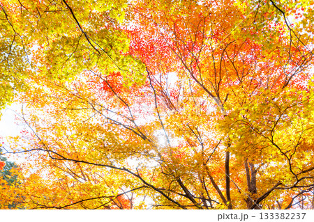 カラフルな紅葉 カラフルな紅葉 133382237