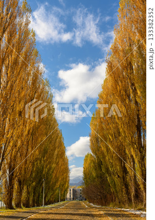 北大平成ポプラ並木の黄葉_5081 133382352