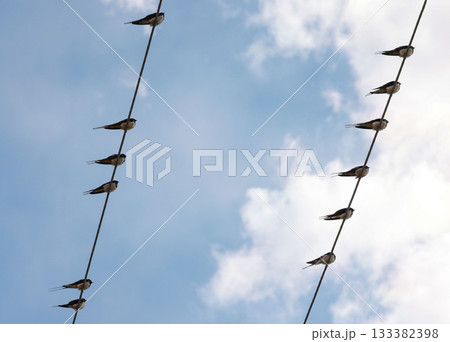Swift martlet birds perching on wires over sky Swift martlet birds perching on wires over sky 133382398