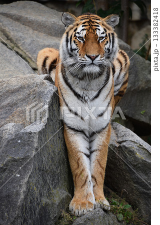 Full length portrait of Siberian Amur tiger Full length portrait of Siberian Amur tiger 133382418