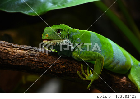Brachylophus bulabula or Fiji banded iguana female Brachylophus bulabula or Fiji banded iguana female 133382425