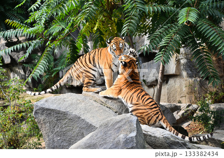 Two Siberian tigers play and fight 133382434