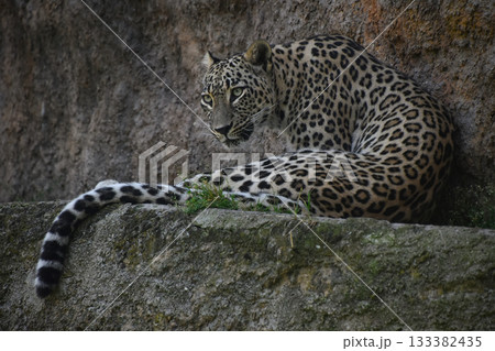 Portrait of female African leopard on rock shelf 133382435