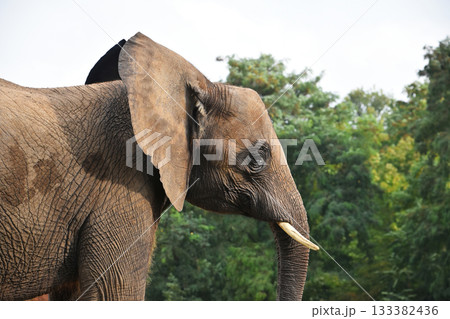 Close up side profile portrait of African elephant 133382436