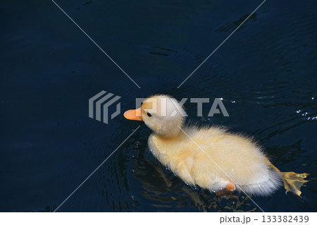 Close up little yellow duckling in blue water Close up little yellow duckling in blue water 133382439