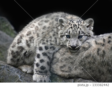 Snow leopard cub resting on mother with blue eyes 133382442