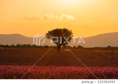 Purple lavender field of Provence at sunset 133382443