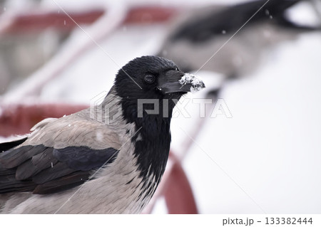 Hooded crow perching in falling snow on winter day Hooded crow perching in falling snow on winter day 133382444