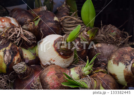 Amaryllis flower bulbs sprouting new green growth for spring planting Amaryllis flower bulbs sprouting new green growth for spring planting 133382445