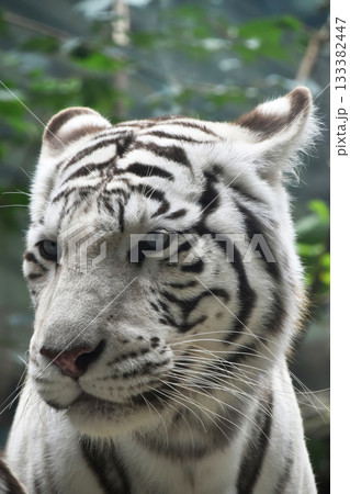 White tiger gazing alertly in wild nature environment 133382447